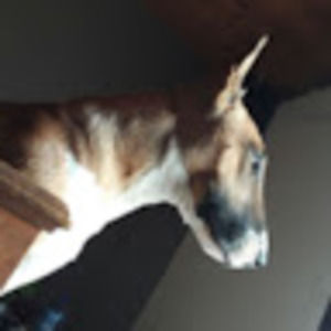 Meet your Posher, Bart